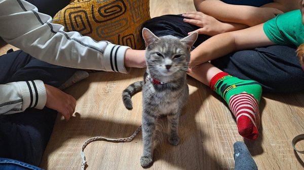 Cica a lakásotthonban. - I. Platthy